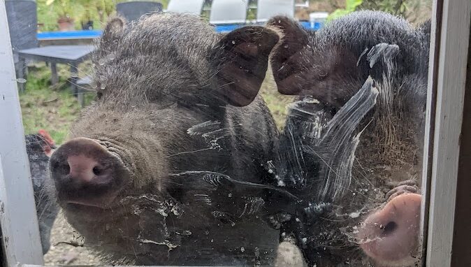 unsere Schweinderln