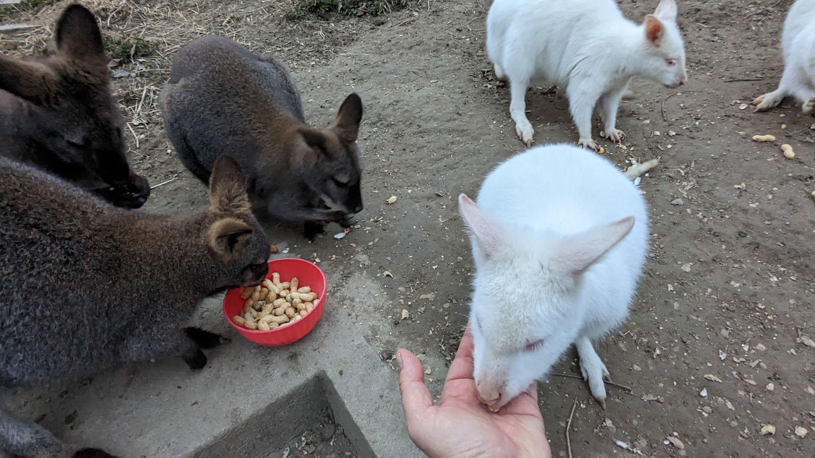 Boomer, Rooben, Rooby, Bungee und Roosty
