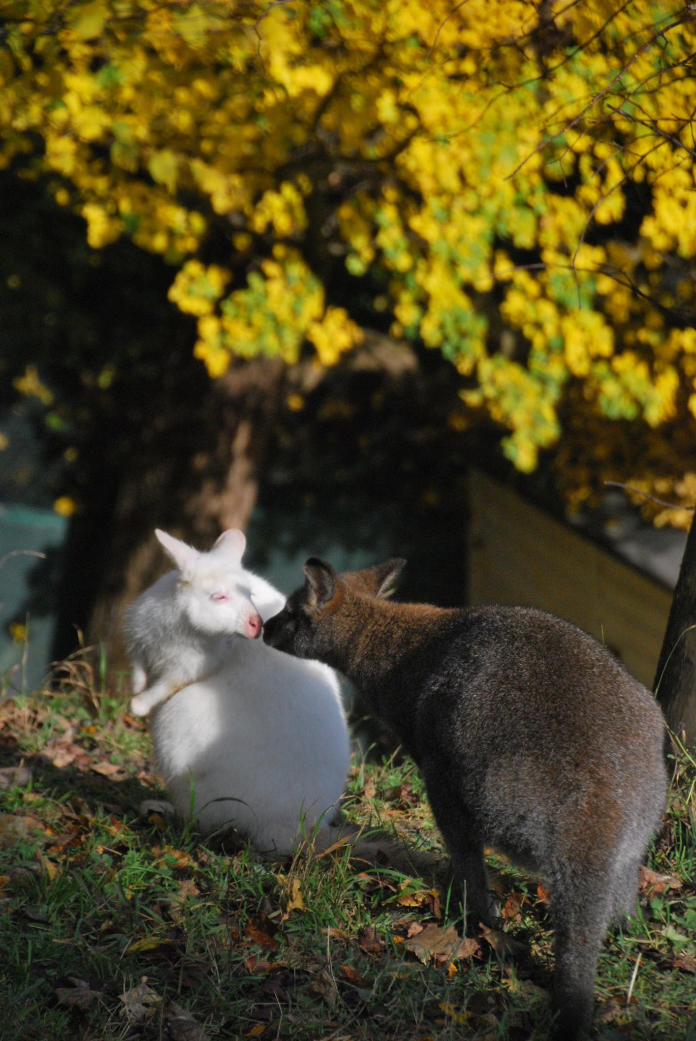 Boomer, Rooby und Roosty